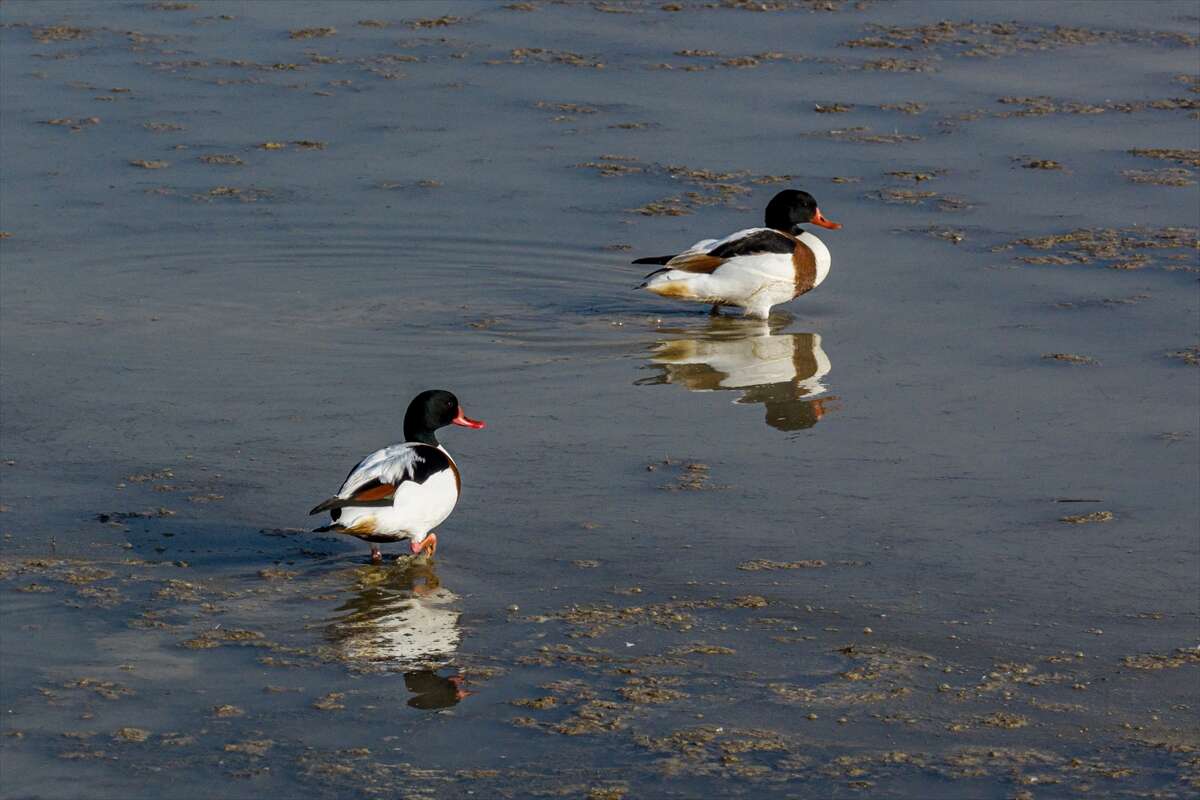 Konya merkezi sulayan kaynakta hareketlilik başladı 6
